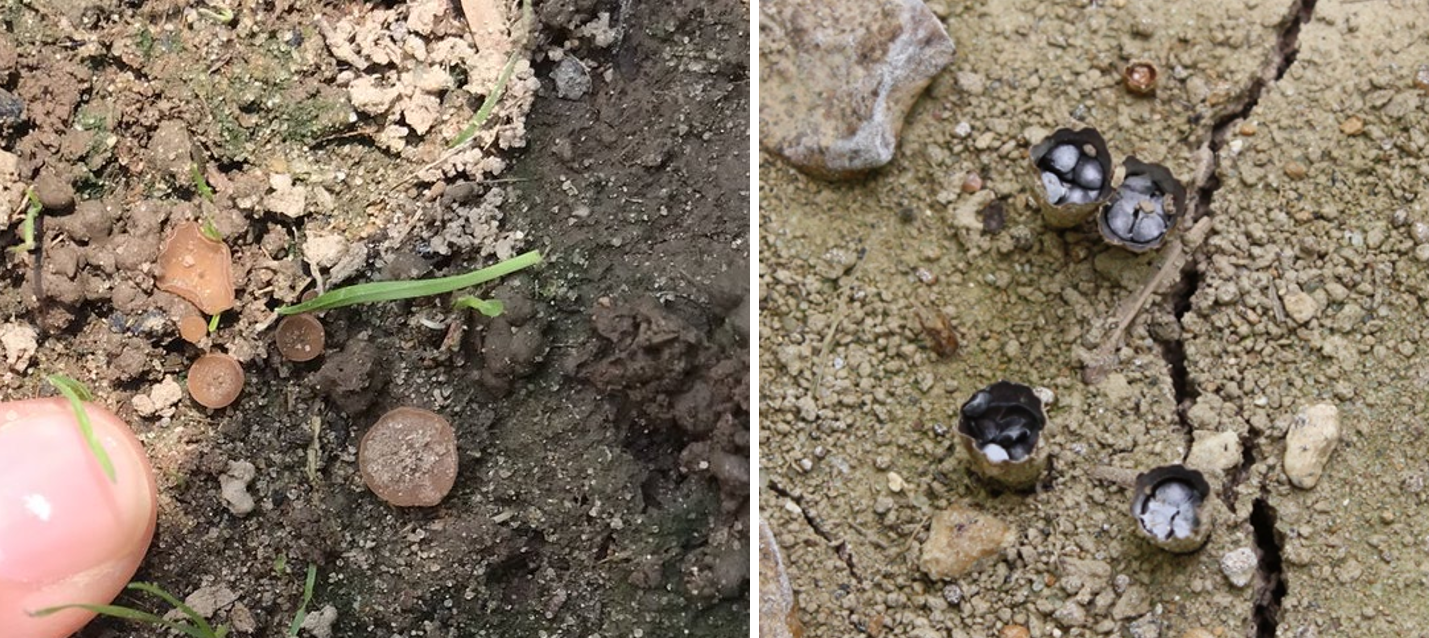 Side by side image of white mold fungus and birds nest fungus growing on the soil surface.
